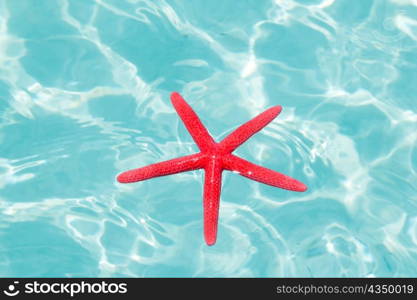 Red starfish floating on perfect tropical sea in ripple beach