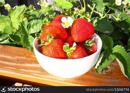 Red strawberries with flower in a white bowl