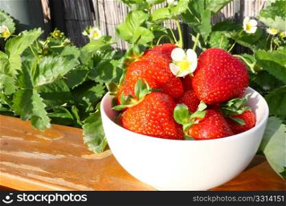 Red strawberries with flower in a white bowl