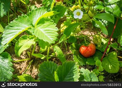 Red strawberry in a green garden