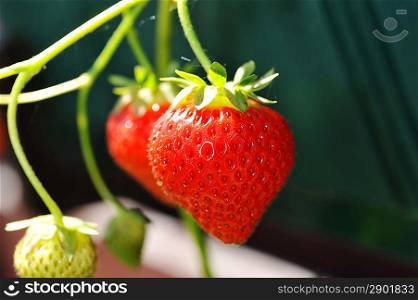 red strawberry in village garden