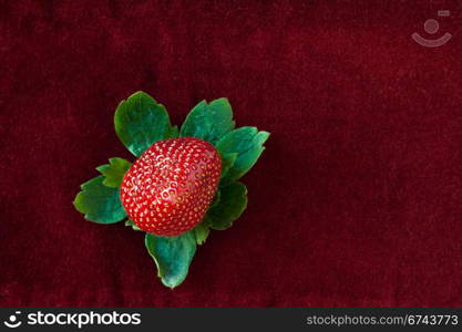 Red strawberry surrounded by green leaves isolated on red velvet cloth background.