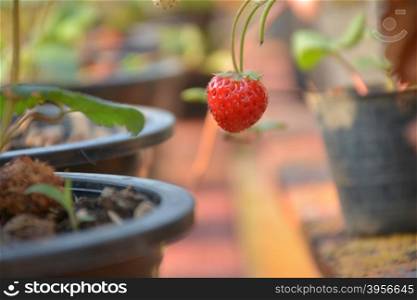 Red strawbery is growing from a pot