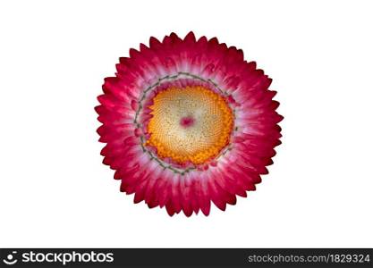 Red strawflower ( Helichrysum bracteatum flowers ) isolated on white background. Object with clipping path.
