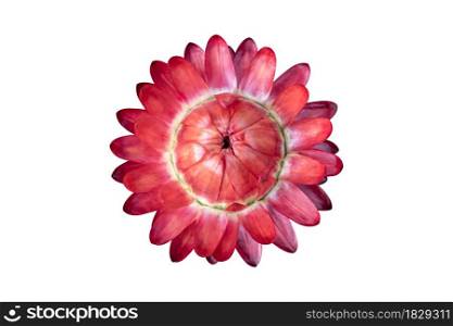 Red strawflower ( Xerochrysum bracteatum flowers ) isolated on white background. Object with clipping path.