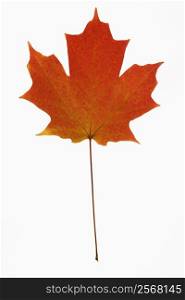 Red Sugar Maple leaf against white background.