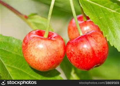 Red sweet cherry fruit on the tree&#xA;
