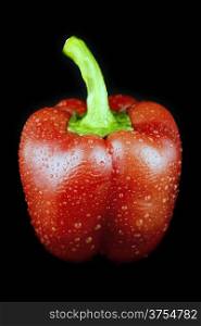 Red sweet pepper on a black background