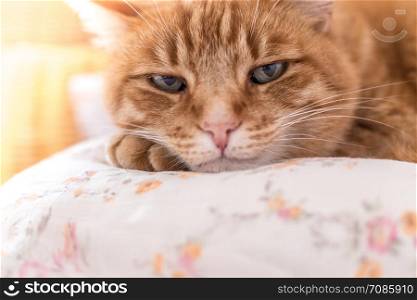 Red tabby cat is lying and enjoying at home