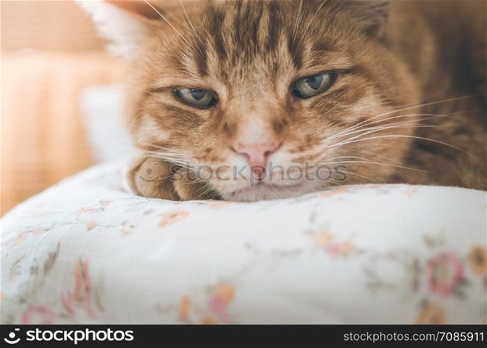Red tabby cat is lying and enjoying at home