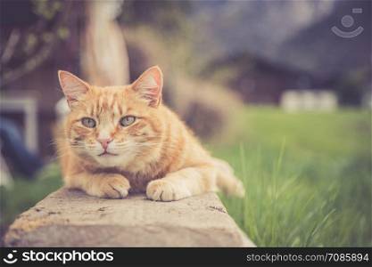Red tabby cat is lying on a wooden board outdoors