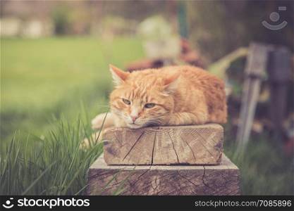 Red tabby cat is lying on a wooden board outdoors