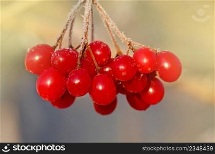 Red tassel guelder rose. Viburnum berries outdoor.. Winter frozen viburnum. Red berries of Viburnum.