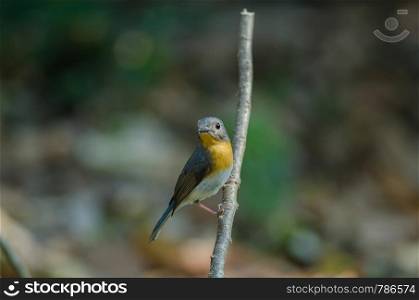 Red-throated Flycatcher (Ficedula albicilla) in forest, Thailand