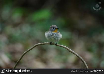 Red-throated Flycatcher (Ficedula albicilla) in forest, Thailand