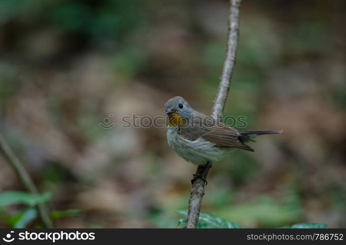 Red-throated Flycatcher (Ficedula albicilla) in forest, Thailand