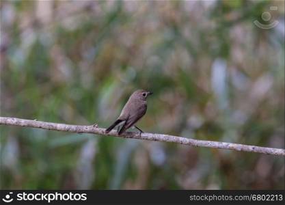 Red-throated Flycatcher (Ficedula albicilla) on the branches