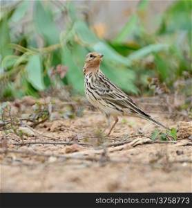 Red-throated Pipit (Anthus cervinus), standing on the ground in breeding season