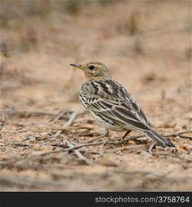 Red-throated Pipit (Anthus cervinus), standing on the ground in breeding season, back profile