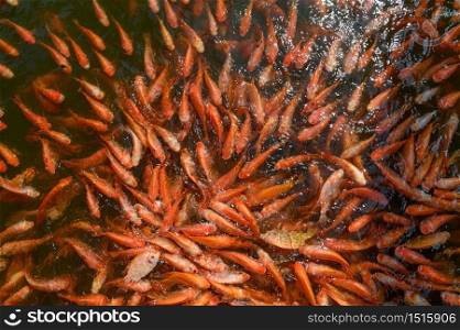 Red tilapia fish farming, Tubtim fish economic importance of fish farming