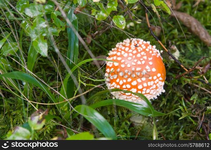 Red toadstool in forest