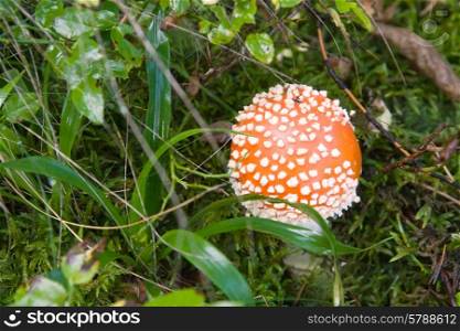 Red toadstool in forest