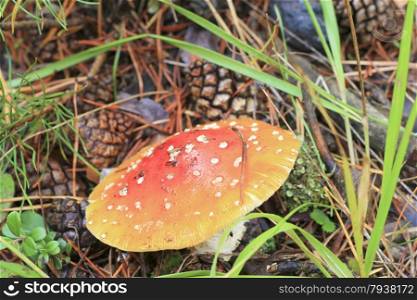 Red toadstool mushroom growing in autumnal forest