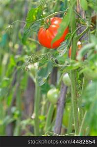 Red tomato ripening in the greenhouse
