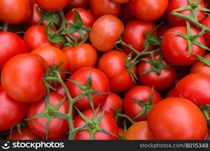 red tomatoes background. Group of tomatoes