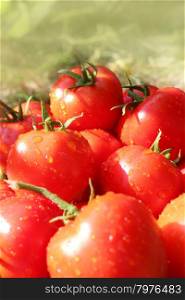red tomatoes . harvest from many bright ripe red tomatoes