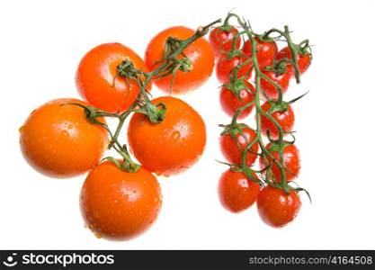 Red tomatoes in drops of water