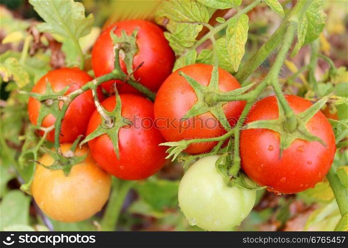 red tomatoes in the bush. beautiful red tomatoes hanging on the branch in the garden
