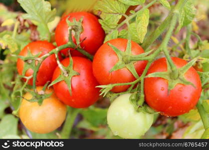 red tomatoes in the bush. beautiful red tomatoes hanging on the branch in the garden