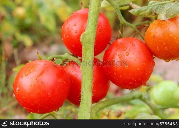 red tomatoes in the bush. beautiful red tomatoes hanging on the branch in the garden