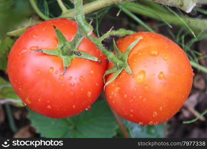 red tomatoes in the bush. beautiful red tomatoes hanging on the branch in the garden