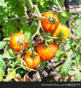 red tomatoes on bush in vegetable garden in sunny summer day