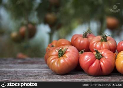 Red tomatoes, organic food, on a wooden background