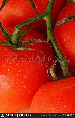 red tomatoes with branch and water drops