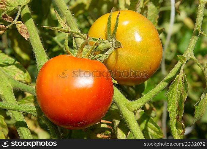 Red tomatoes with green leaves on the bush