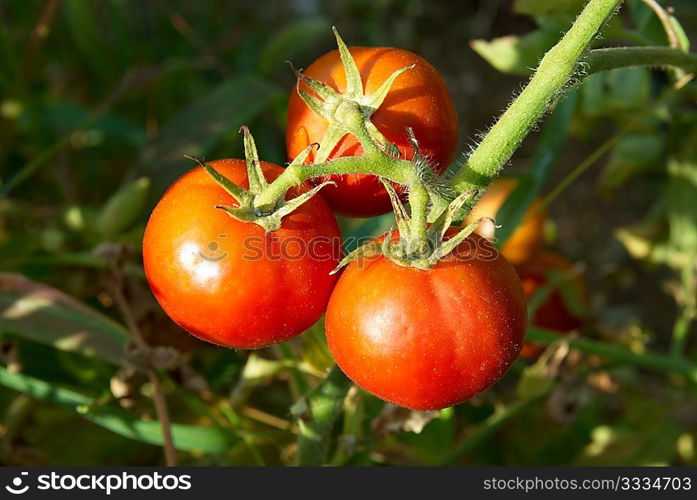 Red tomatoes with green leaves on the bush