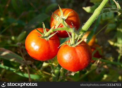 Red tomatoes with green leaves on the bush