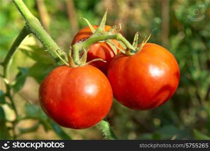 Red tomatoes with green leaves on the vine