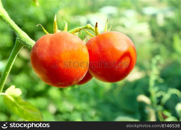 Red tomatoes with green leaves on the vine