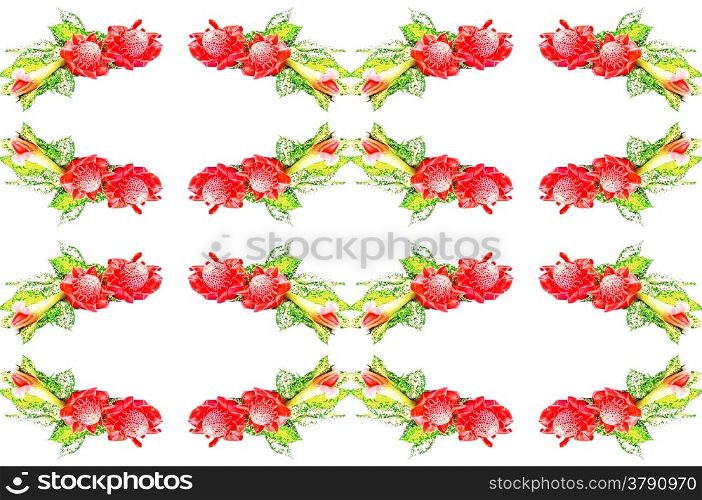 Red Torch Ginger (Etlingera elatior) with the green leaves, isolated on a white background with the green leaves