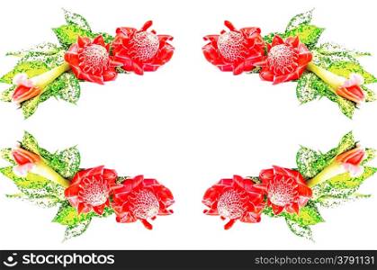 Red Torch Ginger (Etlingera elatior) with the green leaves, isolated on a white background with the green leaves