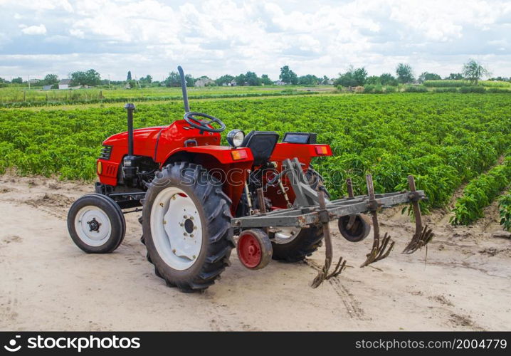 Red tractor with a plow on plantation of paprika pepper bushes. Farming agribusiness, agriculture industry. Agricultural machinery equipment. Farmland. Growing food and caring for crops