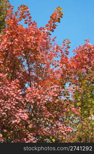 Red tree foliage in autumn city park. Three shots composite picture.