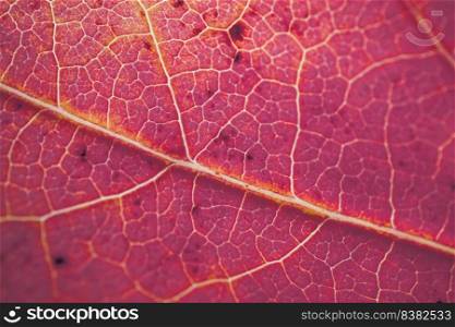red tree leaf veins, autumn colors red background
