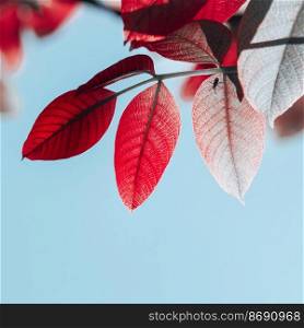 red tree leaves in autumn season