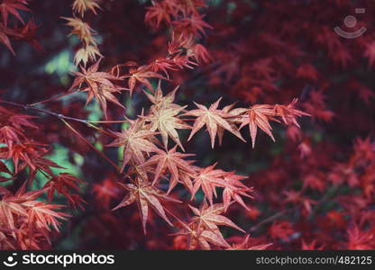 red tree leaves in springtime